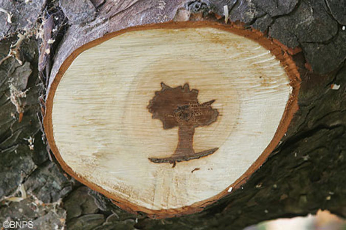 On croirait voir le dessin d'un arbre sur ce tronc.