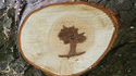 Un arbre dans un arbre