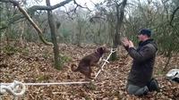 Chien funambule