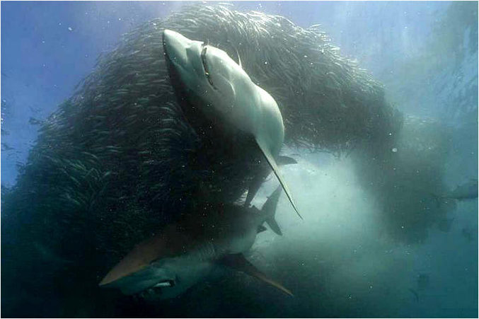 Des requins se remplissent la panse.