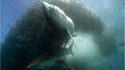 Buffet pour requin