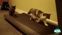 Les animaux et la technologie