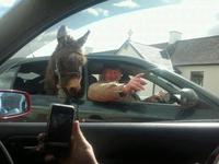 Pendant ce temps en Irlande