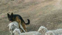 Un futur Dogmout