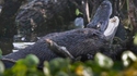 Loutre vs caïman