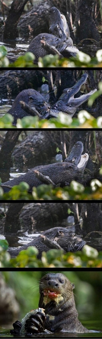 Loutre vs caïman
