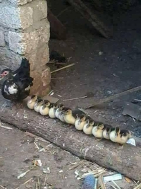 Le blocage des gilets jaunes s'étend