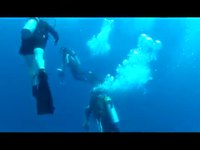 Sauvez le requin-baleine