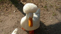 Canard Afro