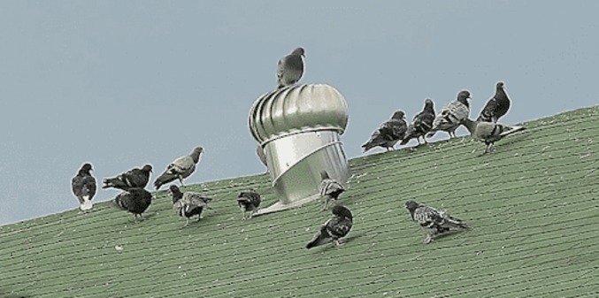 Pigeon tourne