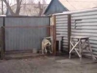 Chien des années 80