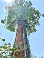 La nature reprend ses droits