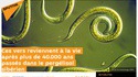 Des vers reviennent à la vie après plus de 40.000 ans passés dans le pergélisol sibérien. 