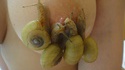 Escargots baveux