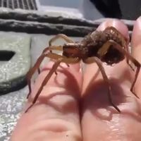 Kan tu expliques pourquoi tu es manchot