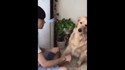 Un chien fait le mauvais choix!