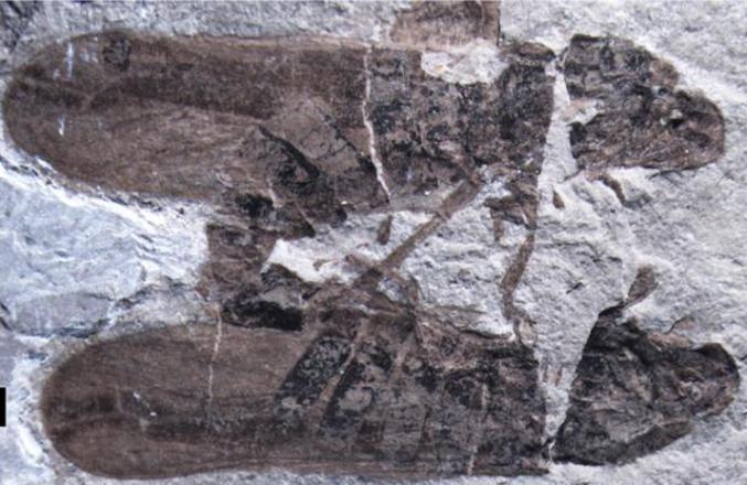 Des paléontologues ont découvert le fossile de deux insectes en train de s'accoupler. Vieux de 165 millions d'années, il s'agit du plus ancien fossile de ce type jamais découvert.