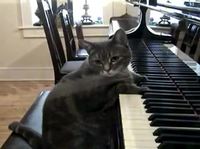 Chat virtuose
