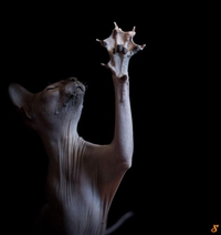 High five!