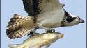 Poisson volant