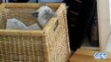 Compilation de chats maladroits 2