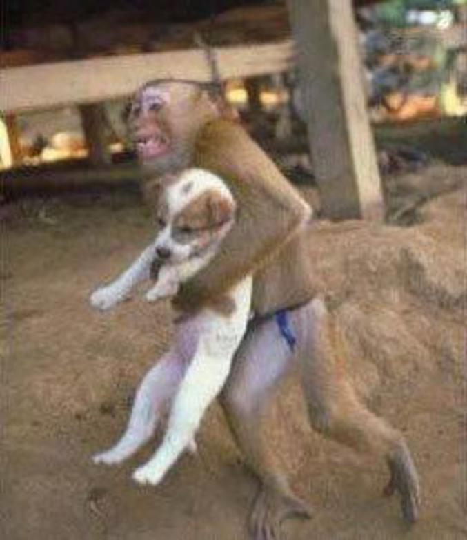 Un singe kidnappe un chiot.