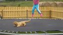 La nouvelle arme anti chat