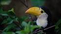 Bébé Toucan