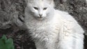 Chat persan