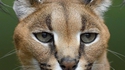 Caracal