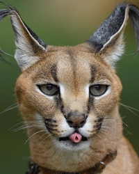 Caracal