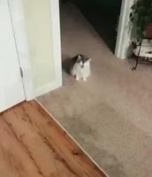 Apparement il n’aime pas les haricots frits