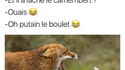 Le renard et son pote...