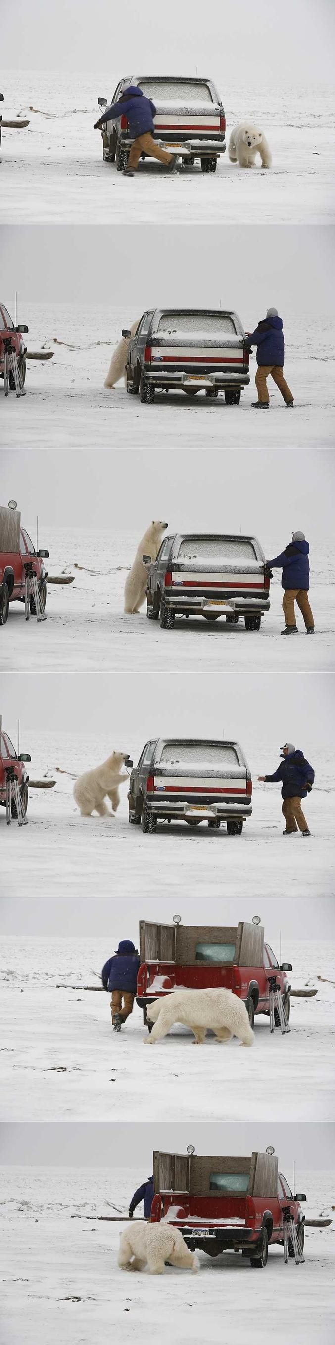 Un ours polaire qui joue à "chat" avec un homme.