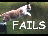 Les chats ne peuvent pas sauter 