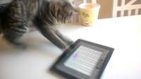 Jeu du chat et de la souris virtuelle