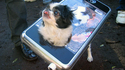 iDog