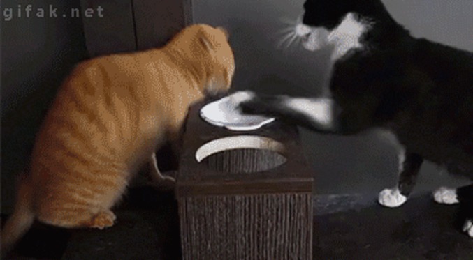 Deux chats, un bol