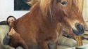 Cheval et canapé