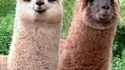 Deux lamas