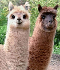 Deux lamas