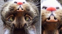 Chatception