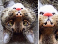 Chatception