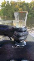 Un chimpanzé boit avec classe