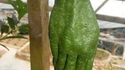 avoir la main verte