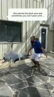 La grue dance 