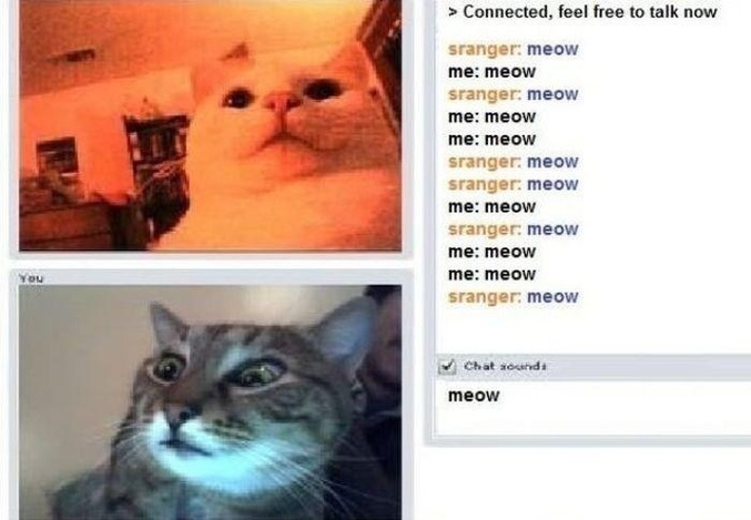 Meow ?