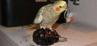 Un oiseau qui s'eclate