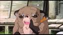 Tanuki Challenge