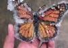 Papillon gelé 